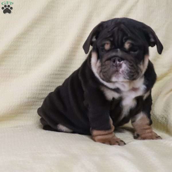Cookie, English Bulldog Puppy